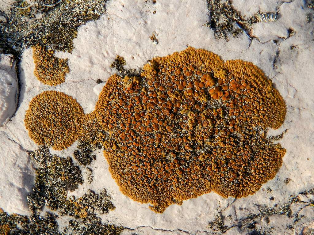 Lichene crostoso